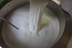 Milch in Käsekessel